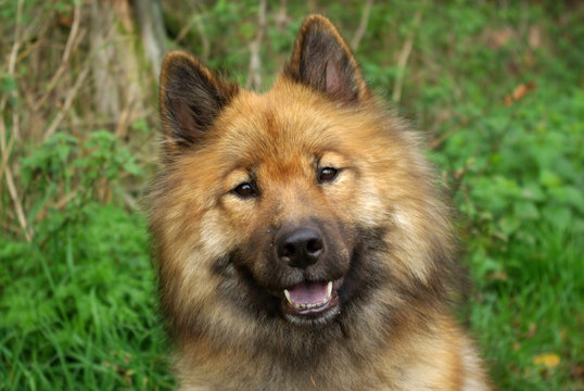 Portrait Eurasier dog