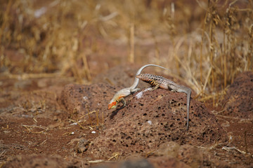 Lava lizards 