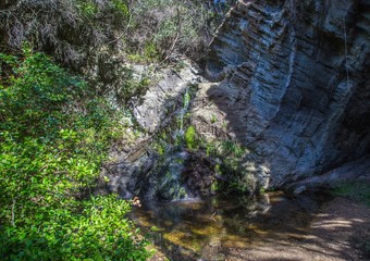 Obraz premium Rain Forest on part of the Otter Trail at the Indian Ocean