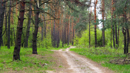 path in the dark dense forest