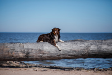 The dog is lying on a log