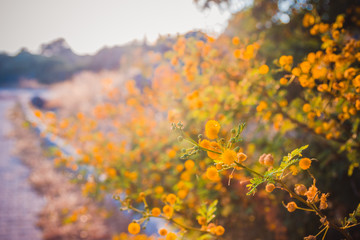 Blooming mimosa tree at sunset time close-up shallow depth of field