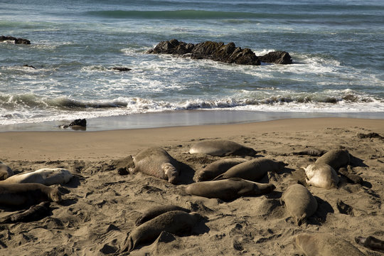 Sea Elephants at California Coast (Pacific Coast Highway, USA)