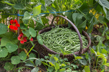 Haricots