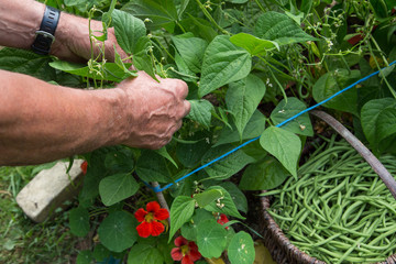 Cueillette de haricots