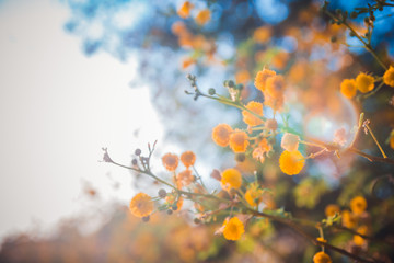 Blooming mimosa tree at sunset time close-up shallow depth of field