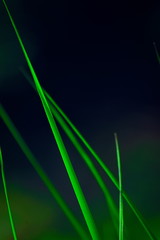 grass