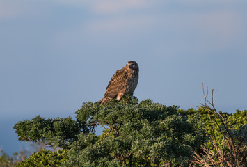 A Northern Harrier near the Pacific Ocean