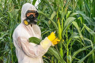GMO scientist in coveralls genetically modifying corn (maize) © andriano_cz