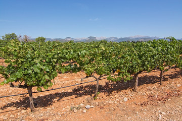 Fototapeta na wymiar Ripe grapes in Mallorca vineyard