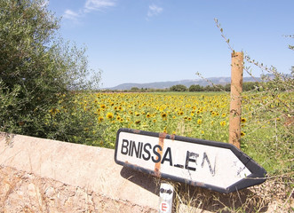 Sunflower field Mallorca and vintage road sign Binissalem