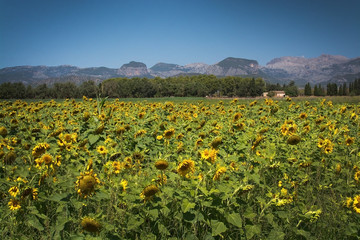 Fototapeta na wymiar Sunflower field Mallorca
