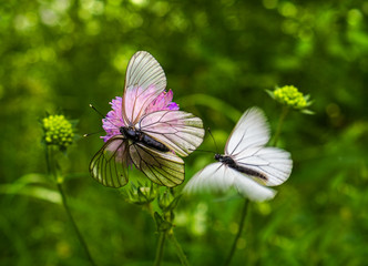 Macro photography. Butterflies.
