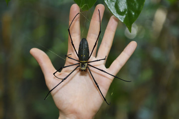 Large spider in the rainforest, Wayag, the male is the smaller and the female the larger, Raja Ampat, Western Papua, Indonesian controlled New Guinea, on the Science et Images "Expedition Papua, in the footsteps of Wallace”, by Iris Foundation