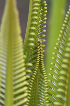 Cykad palm leaves, Wayag, Raja Ampat, Western Papua, Indonesian controlled New Guinea, on then Science et Images "Expedition Papua, in the footsteps of Wallace&rdquo;, by Iris Foundation