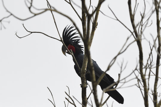 Palm cockatoo (Probosciger aterrimus), Karawawi River, Kumawa Peninsula, mainland New Guinea, Western Papua, Indonesian controlled New Guinea, on the Science et Images "Expedition Papua, in the footsteps of Wallace&rdquo;, by Iris Foundation
