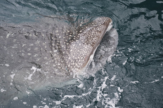 Whale shark swimming ecotourism (Rhincodon typus) near a Fishing platform, Bitsyara Bay, Mainland New Guinea, Western Papua, Indonesian controlled New Guinea, on the Science et Images "Expedition Papua, in the footsteps of Wallace”, by Iris Foundation