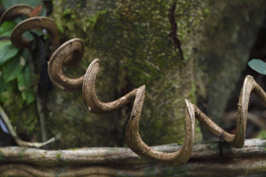 Spiral vine/liana, Lowland rainforest, near Kap Araide, Kumawa Peninsula, mainland New Guinea, Western Papua, Indonesian controlled New Guinea, on the Science et Images "Expedition Papua, in the footsteps of Wallace&rdquo;, by Iris Foundation
