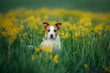 Dog sitting on the grass in the field