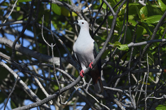 Spice Imperial pigeon, Ducula myristicivora, Raja Ampat, Western Papua, Indonesian controlled New Guinea, on the Science et Images "Expedition Papua, in the footsteps of Wallace”, by Iris Foundation