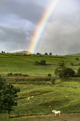 Welsh Rainbow
