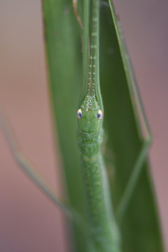 Stick insect, Phasmatodea, in the lowland rainforest, Aiduma Island, near Triton Bay, Mainland New Guinea, Western Papua, Indonesian controlled New Guinea, on the Science et Images "Expedition Papua, in the footsteps of Wallace&rdquo;, by Iris Foundation