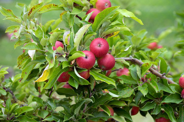 Apfelbaum / Apfelbaum mit vielen roten Äpfeln