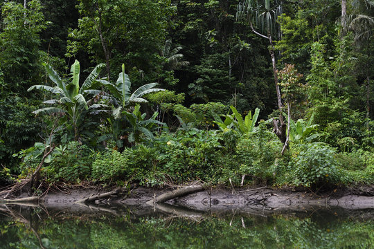 Steaming rainforest in Misool, Gam river, Raja Ampat, Western Papua, Indonesian controlled New Guinea, on the Science et Images "Expedition Papua, in the footsteps of Wallace&rdquo;, by Iris Foundation