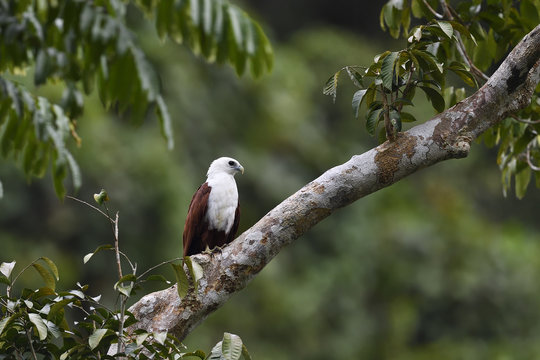 Brahminy kite (Haliastur indus), Raja Ampat, Western Papua, Indonesian controlled New Guinea, on the Science et Images "Expedition Papua, in the footsteps of Wallace&rdquo;, by Iris Foundation