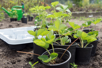 Erdbeerpflanzen / frische Erdbeerpflanzen zum einpflanzen