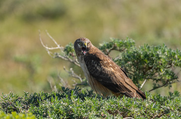 Obraz premium The Northern Harrier Calls