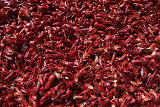 Nutmeg wraps, harvested for Coca Cola, near Lobo village, Triton Bay, mainland New Guinea, Western Papua, Indonesian controlled New Guinea, on the Science et Images "Expedition Papua, in the footsteps of Wallace&rdquo;, by Iris Foundation