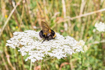 Hummel sitzt auf einer Blume