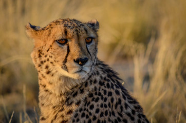Gepard