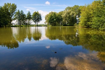 Small pond with reflection of treetop and cloud.