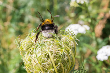 Hummel sitzt auf einer Blume