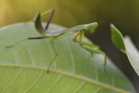 Young Praying mantis, Mantis sp. Raja Ampat, Western Papua, Indonesian controlled New Guinea, on then Science et Images "Expedition Papua, in the footsteps of Wallace&rdquo;, by Iris Foundation