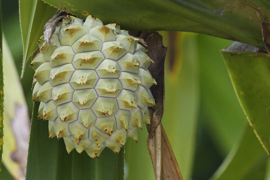 Pandanus palm tree fruits,.Lowland rainforest, Karawawi River, Kumawa Peninsula, mainland New Guinea, Western Papua, Indonesian controlled New Guinea, on the Science et Images "Expedition Papua, in the footsteps of Wallace”, by Iris Foundation