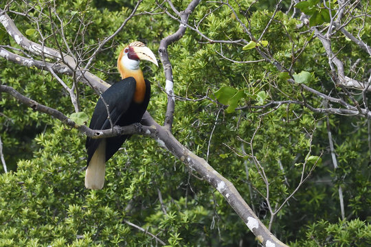 Papuan or Blyth's hornbill (Rhyticeros plicatus), Triton Bay rainforest, Mainland New Guinea, Western Papua, Indonesian controlled New Guinea, on the Science et Images "Expedition Papua, in the footsteps of Wallace&rdquo;, by Iris Foundation