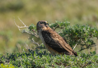 A Northern Harrier Calling Backwards