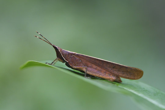 Grasshopper, Caelifera, in the lowland rainforest, Aiduma Island, near Triton Bay, Mainland New Guinea, Western Papua, Indonesian controlled New Guinea, on the Science et Images "Expedition Papua, in the footsteps of Wallace&rdquo;, by Iris Foundation