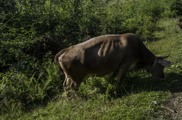 krowa  © wedrownik52