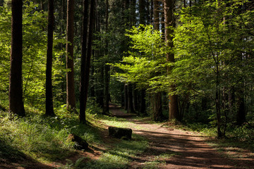 Games of light and shadows on the path in the forest © Adriano