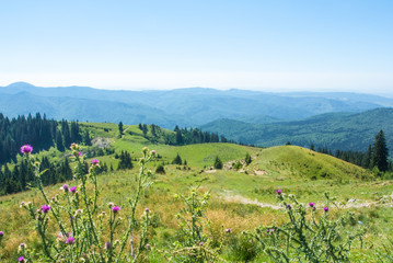 Fototapeta na wymiar A view to Carpatian mountais, fir-tree forest a green valley and a path over the hill with purple flowers of mountain thistle at the foreground, Bucegi natural park, Sinaia, Romania.