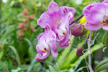 Orchid Flower