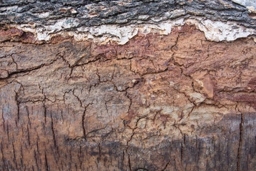 A close-up macro birch bark natural texture background.