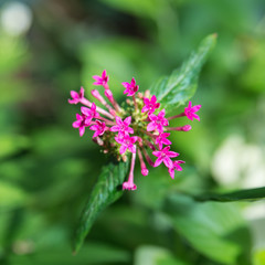 Key West Flower