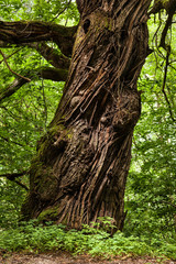 Obraz premium The bark ribs of an old chestnut