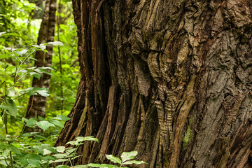 Obraz premium Bark ribs of a centuries-old chestnut