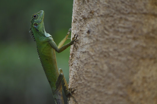 Rainforest lizard, agama type, Batenta Island, Raja Ampat, Western Papua, Indonesian controlled New Guinea, on then Science et Images "Expedition Papua, in the footsteps of Wallace&rdquo;, by Iris Foundation